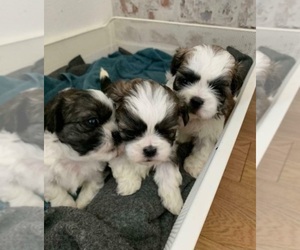Mal-Shi Puppy for sale in FEDERAL, CA, USA