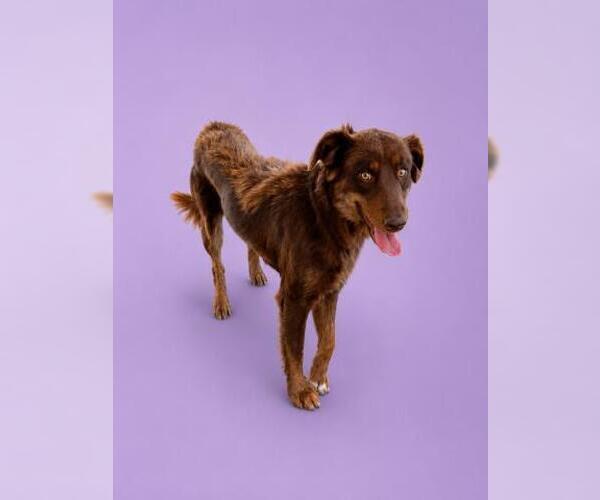 Medium Photo #2 Border Collie-Unknown Mix Puppy For Sale in HESPERIA, CA, USA
