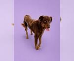 Small #1 Border Collie Mix