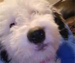 Small Photo #30 Old English Sheepdog Puppy For Sale in WILMINGTON, OH, USA