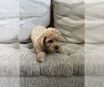 Small Photo #27 Bichpoo Puppy For Sale in NORTH PORT, FL, USA