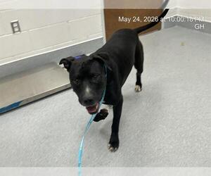 American Pit Bull Terrier Dogs for adoption in Ocala, FL, USA