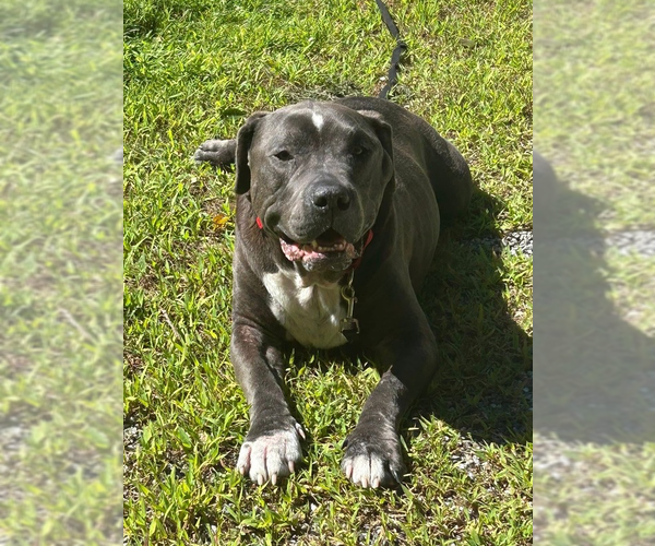 Medium Photo #5 American Staffordshire Terrier-Unknown Mix Puppy For Sale in Brewster, NY, USA