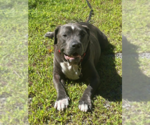 Small #4 American Staffordshire Terrier Mix