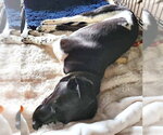 Small #3 German Shorthaired Pointer