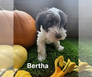 Schnauzer (Miniature) Puppy for sale in PORTLAND, IN, USA