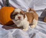 Small #3 Shih Tzu