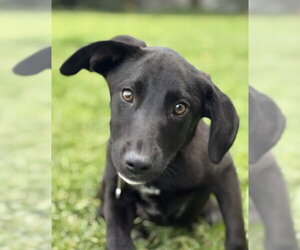 Bitzy - Female Mutt Dog for Adoption - Photo #7