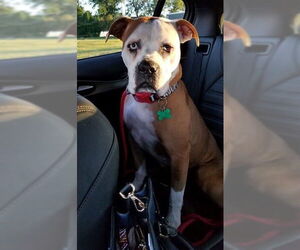 Violet Beauregarde Lonestar - Female Boxer-Unknown Mix Dog for Adoption - Photo #19