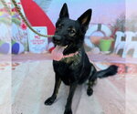 Small German Shepherd Dog