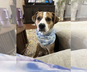 Mutt Dogs for adoption in Boston, MA, USA