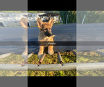 Small #2 German Shepherd Dog