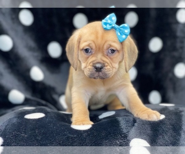 Medium Photo #14 Puggle Puppy For Sale in LAKELAND, FL, USA