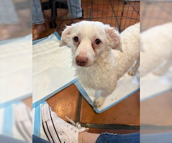 Medium Photo #4 Maltipoo (Miniature) Puppy For Sale in San Diego, CA, USA