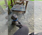 Small #1 Great Dane