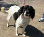 Small #2 Border Collie-Cocker Spaniel Mix