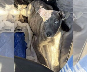 Holland Shepherd-Unknown Mix Dogs for adoption in Imlay City, MI, USA