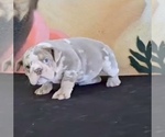Small Photo #4 English Bulldog Puppy For Sale in CHARLOTTE, NC, USA