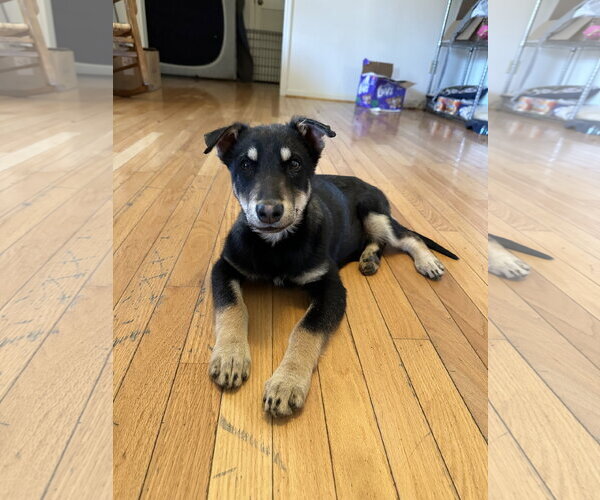 Medium Photo #2 Gerberian Shepsky Puppy For Sale in Ball Ground, GA, USA