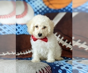 Bichpoo Puppy for sale in NOTTINGHAM, PA, USA