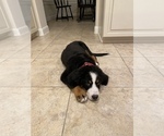 Small Photo #3 Bernese Mountain Dog Puppy For Sale in RICHMOND, TX, USA