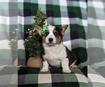 Small Photo #2 Pembroke Welsh Corgi Puppy For Sale in BIRD IN HAND, PA, USA