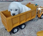 Small Photo #9 English Cream Golden Retriever Puppy For Sale in FOWLERVILLE, MI, USA