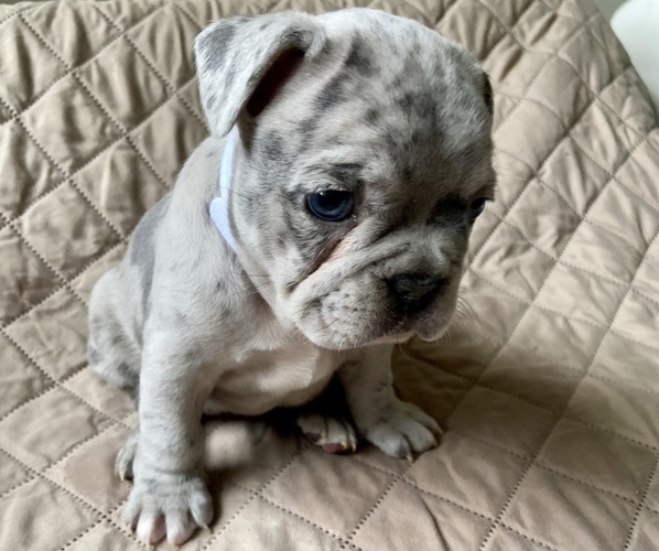 Medium Photo #6 French Bulldog Puppy For Sale in TRAVELERS REST, SC, USA