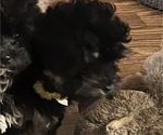 Small #18 Poodle (Toy)-ShihPoo Mix