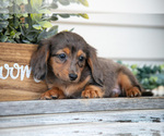 Puppy Jobe Dachshund