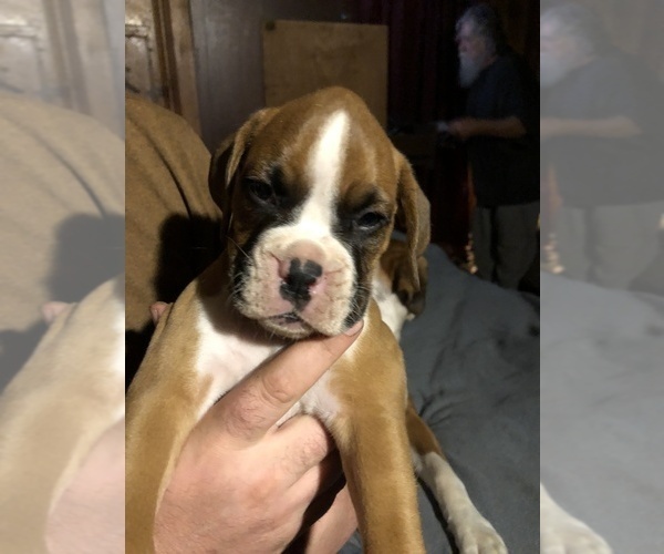 Medium Photo #1 Boxer Puppy For Sale in PORTSMOUTH, VA, USA