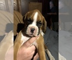 Small Photo #1 Boxer Puppy For Sale in PORTSMOUTH, VA, USA