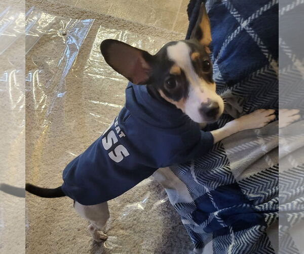 Medium Photo #2 Rat Terrier-Unknown Mix Puppy For Sale in Fargo, ND, USA