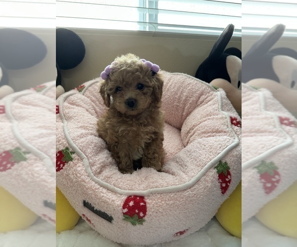 Medium Photo #4 Poodle (Toy) Puppy For Sale in NORTH HILLS, CA, USA