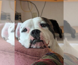 Boxer-Unknown Mix Dogs for adoption in Aurora, IN, USA