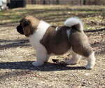 Puppy ATLAS Akita