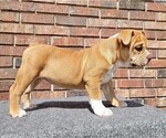 Small Photo #8 Olde English Bulldogge Puppy For Sale in NEOSHO, MO, USA