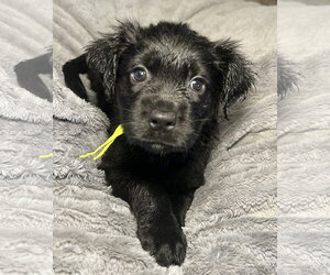 Lumi - Female Labrador Retriever-Unknown Mix Dog for Adoption