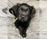 Lumi - Female Labrador Retriever-Unknown Mix Dog for Adoption - Small photo