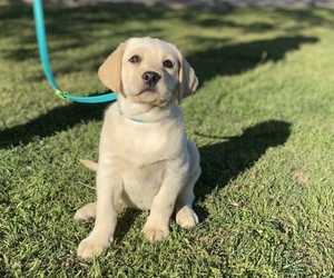 Labrador Retriever Puppy for sale in GERBER, CA, USA