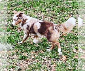 Mother of the Miniature Australian Shepherd puppies born on 06/27/2026