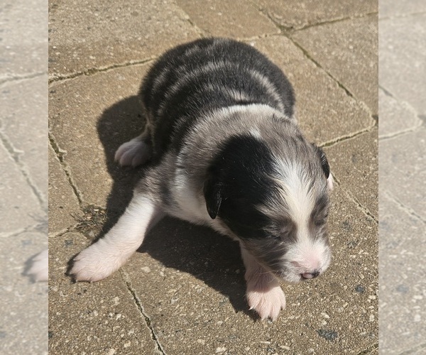 Medium Photo #9 Australian Shepherd Puppy For Sale in NELSON, VA, USA