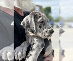 Small Great Dane