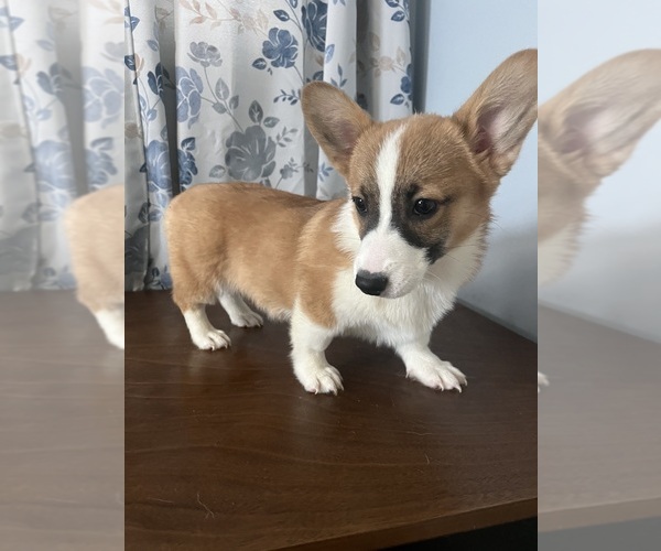 Medium Photo #43 Pembroke Welsh Corgi Puppy For Sale in DURHAM, CT, USA