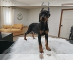 Small #6 Doberman Pinscher