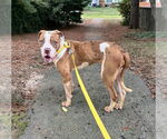 Small #4 American Pit Bull Terrier