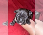 Small Photo #3 French Bulldog Puppy For Sale in PUYALLUP, WA, USA