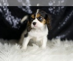 Small #4 Cavalier King Charles Spaniel