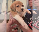 Small #3 Beagle Mix