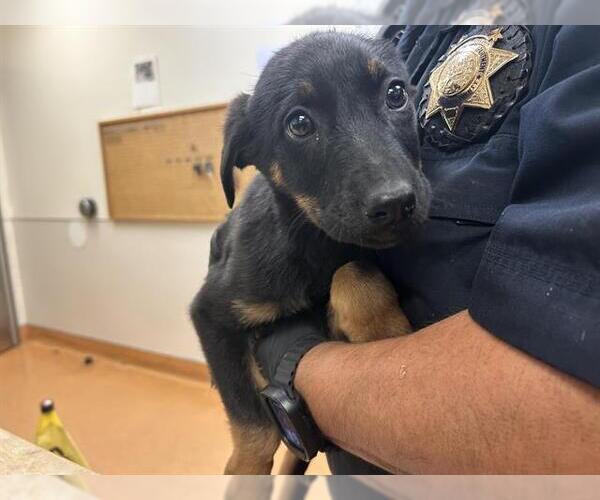 Medium Photo #1 Doberman Pinscher-Unknown Mix Puppy For Sale in Martinez, CA, USA
